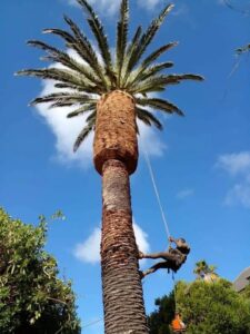 Pro Tree Felling Cape Town Pro Tree Felling