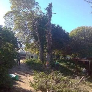 Pro Tree Felling Cape Town Pro Tree Felling